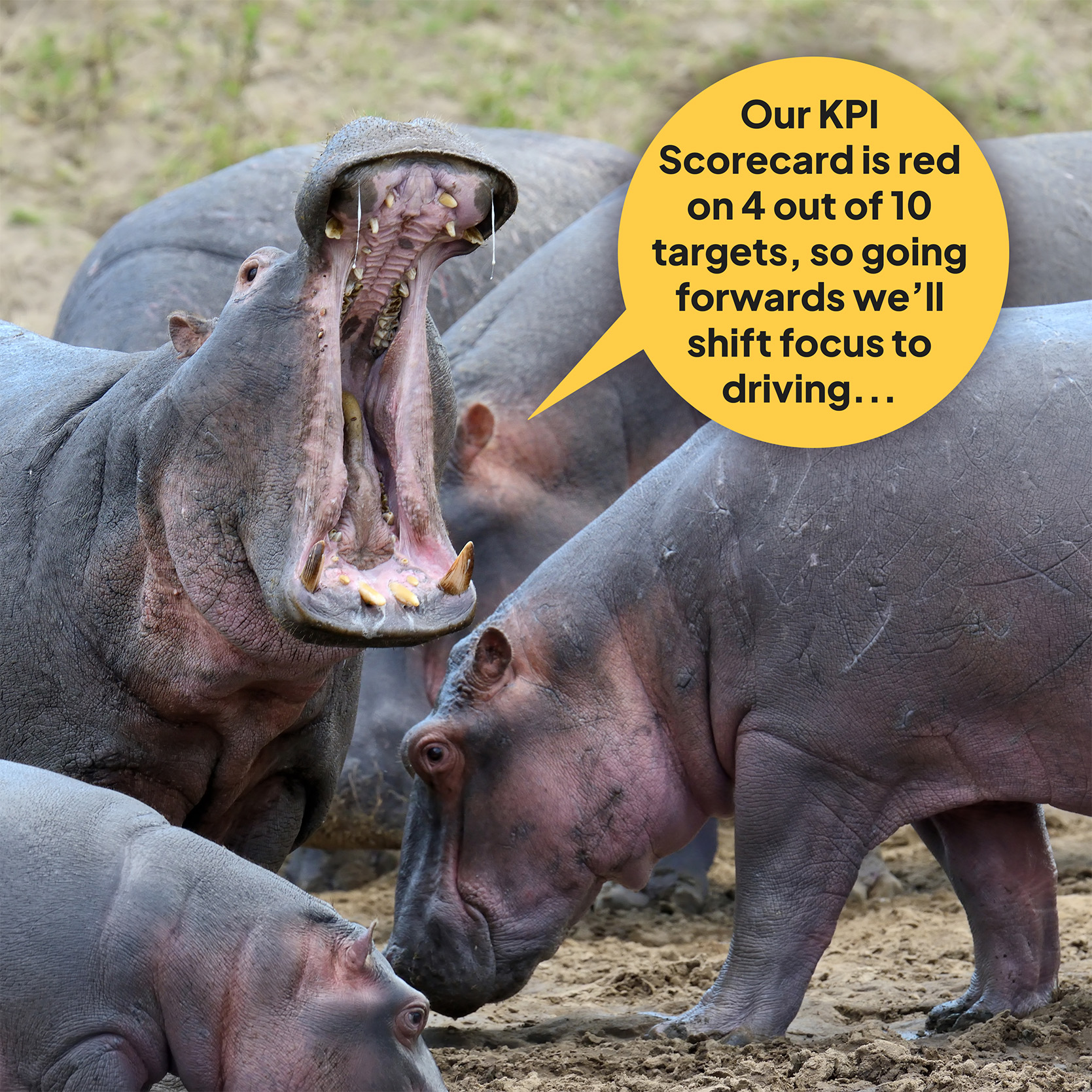 Are your HIPPOS holding you back?